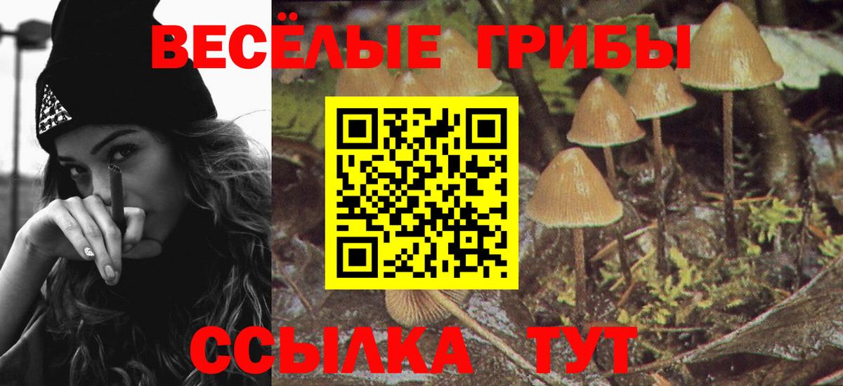 Псилоцибиновые грибы Psilocybe Канаш